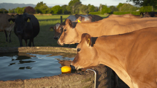 Dairy cows at a water trough